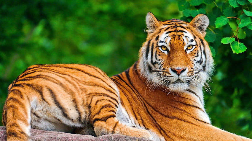 Harimau, binatang, india, kucing, lihat Wallpaper HD