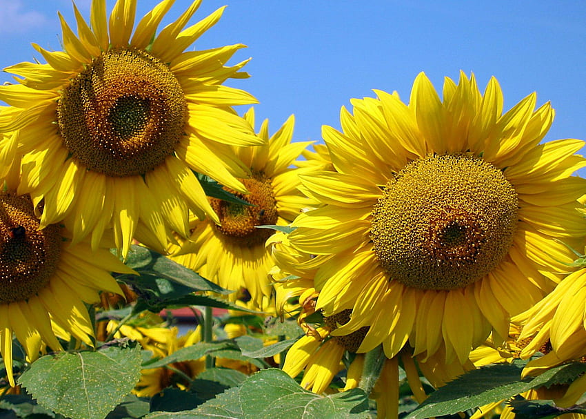 sunflowers, sky, sun, yellow HD wallpaper
