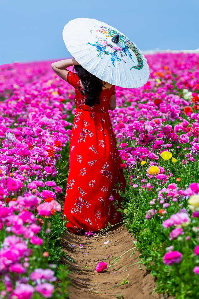wanita berjalan di sepanjang lorong ladang bunga sambil menggunakan payung kertas minyak – Bunga wallpaper ponsel HD