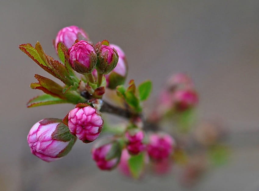 Touch of Sweet Buds, sweet, touch, buds, forces, nature, flowers, spring HD wallpaper