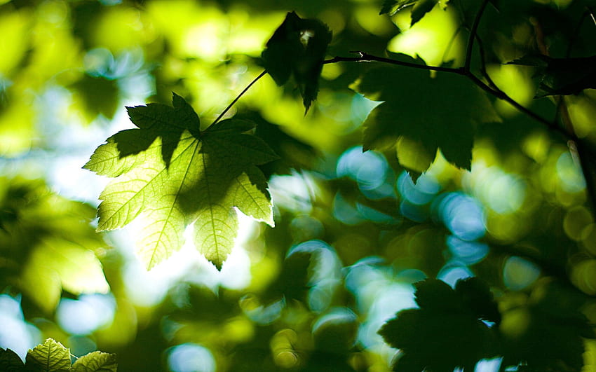 liście, makro, połysk, światło, drewno, drzewo Tapeta HD