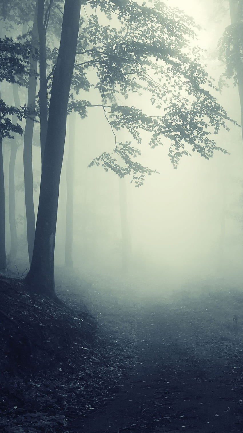 自然、風景、不気味、深い、森、道、霧 - 曲がって座ってまっすぐに話しましょう HD電話の壁紙