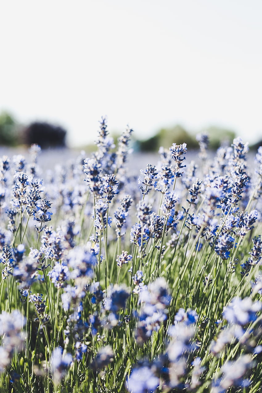 Prado, azul, flores pequeñas, flora. fondo de pantalla del teléfono
