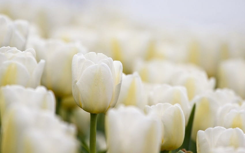 цветя от бели лалета и погребални цветя HD тапет