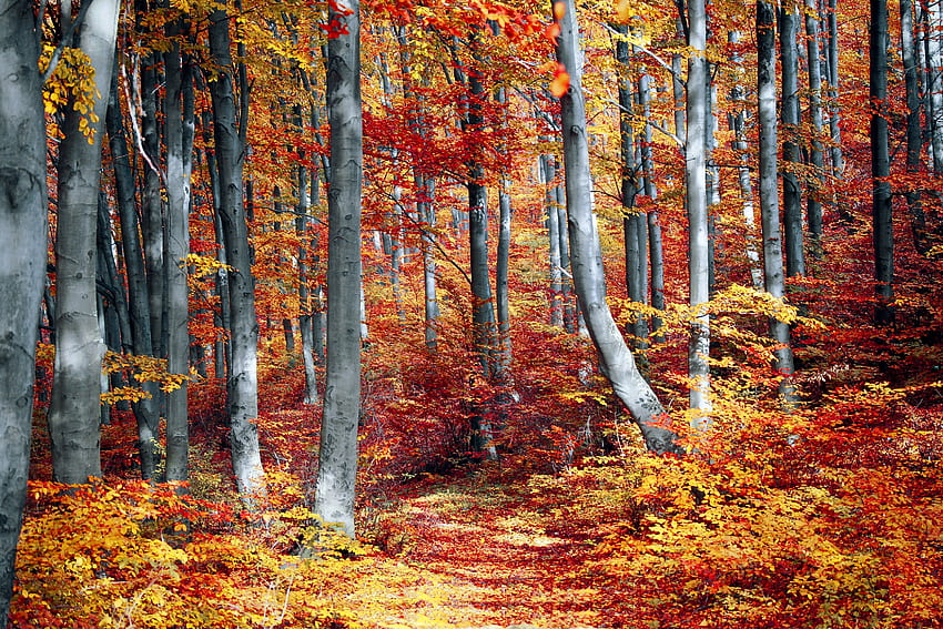 Floresta de folha caduca no outono, outono, outono, natureza, laranja, floresta papel de parede HD