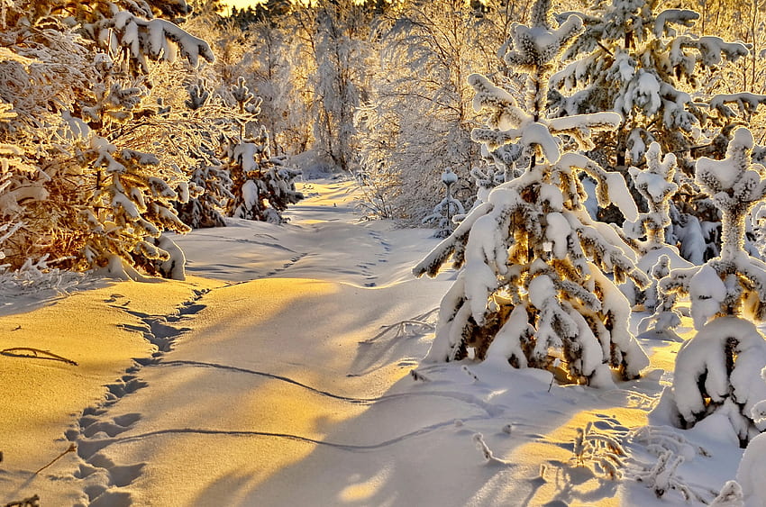 Złota zima, zima, pokryta, mróz, ścieżka, kraj, piękny, złoto, śnieg, drzewa, słońce, las Tapeta HD