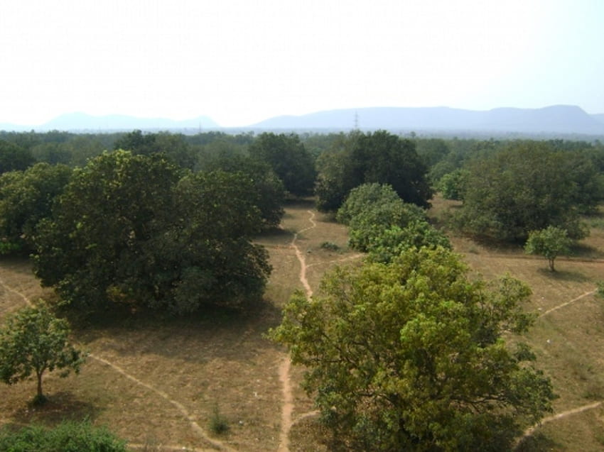 rguback, дървета, път, хълмове, мангови дървета HD тапет