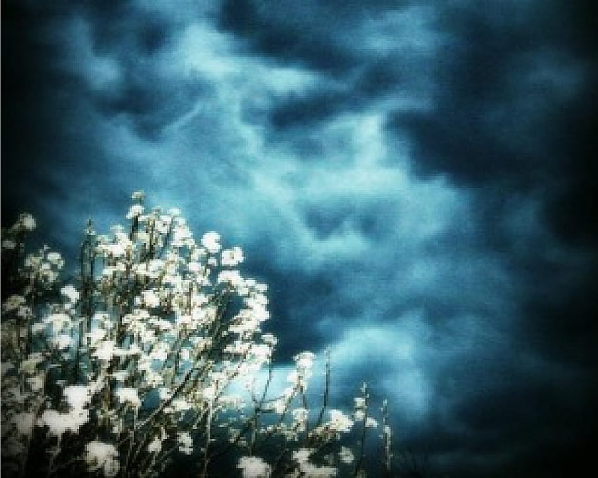 Mein blühender Birnenbaum unter einem stürmischen Frühlingshimmel, Birne, Blüte, Himmel, Frühling, stürmisch, Baum HD-Hintergrundbild