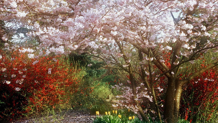 cerejeira japonesa em um parque, flores, parque, flor, árvore papel de parede HD