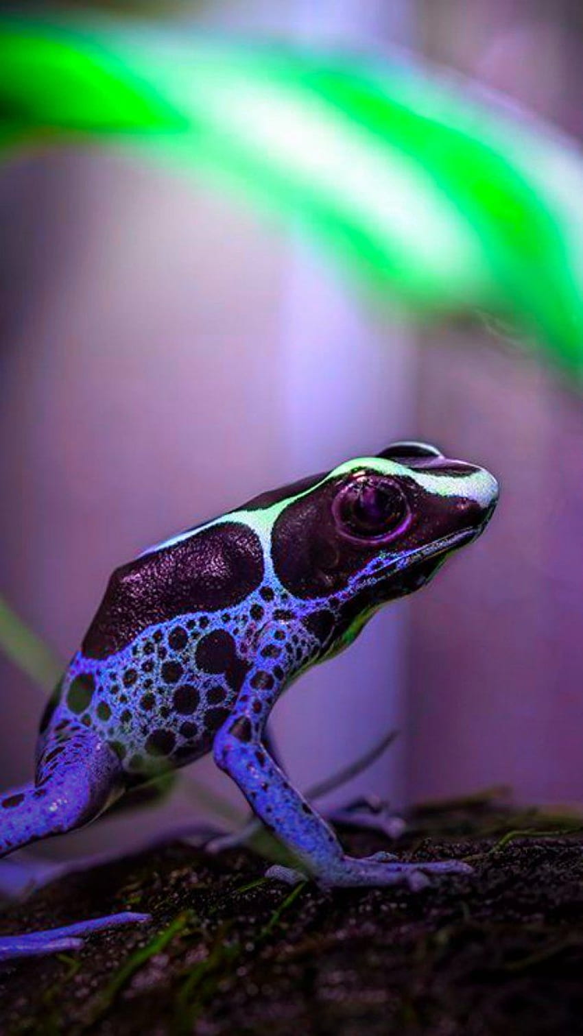Poison Dart Frog Wallpapers  Wallpaper Cave