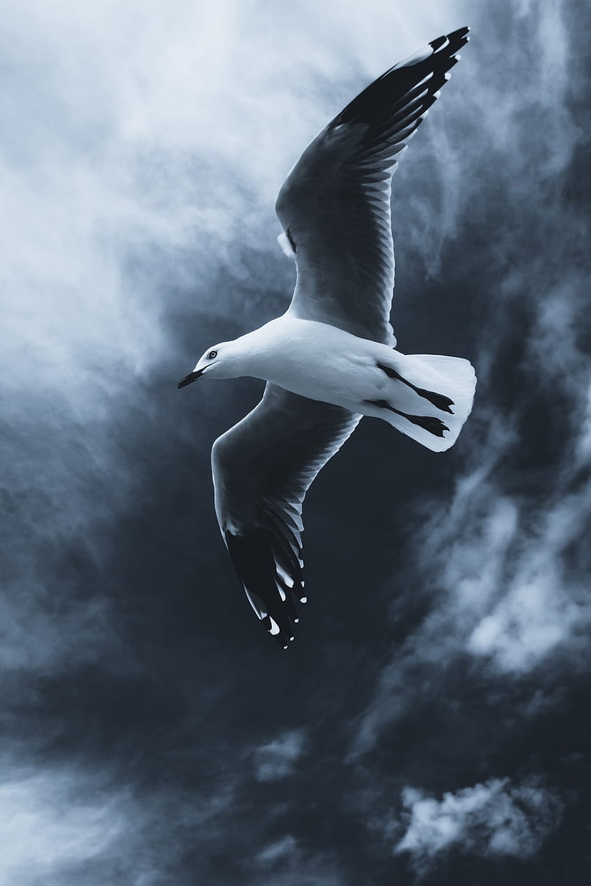 Albatros HD-Handy-Hintergrundbild