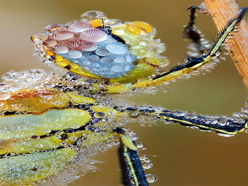 morning dew, colorful, morning, butterfly, dew, macro HD wallpaper