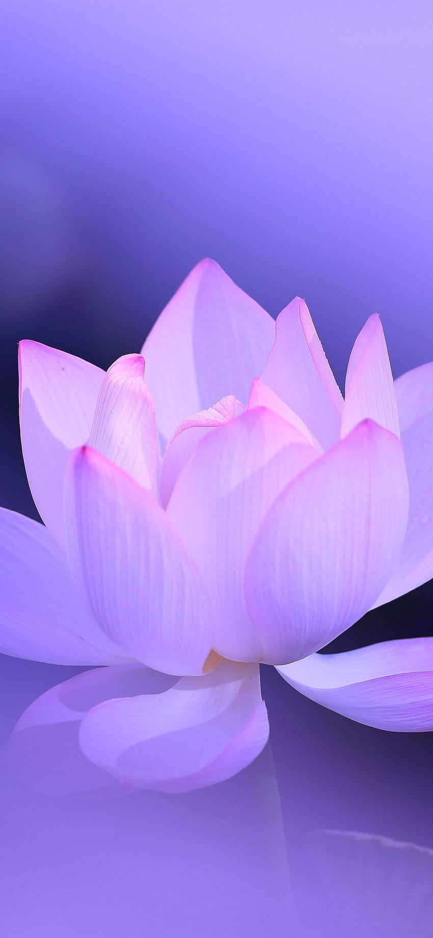 Pink lotus, petals, purple background, hazy, beautiful HD phone wallpaper |  Pxfuel