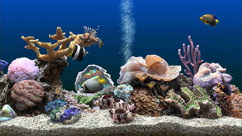 Marine Aquarium 3 screensaver Awesome beauty and visuals, Saltwater Aquarium HD wallpaper