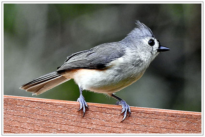 Cutest tufted titmouse Thank you for the opportunity  second photo is  clients art creative drawing illustration paint painting   Instagram post from Allison Way away4130