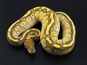 Ball Python Fabric Wallpaper and Home Decor  Spoonflower