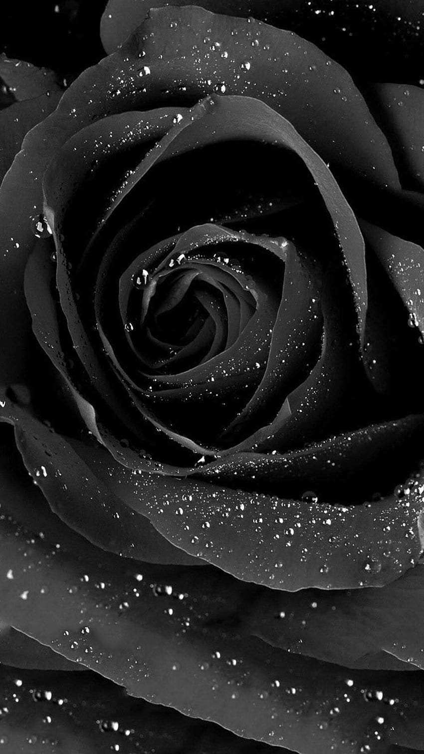 black rose. Black rose, Purple flowers , Black flowers, Black Roses HD phone wallpaper