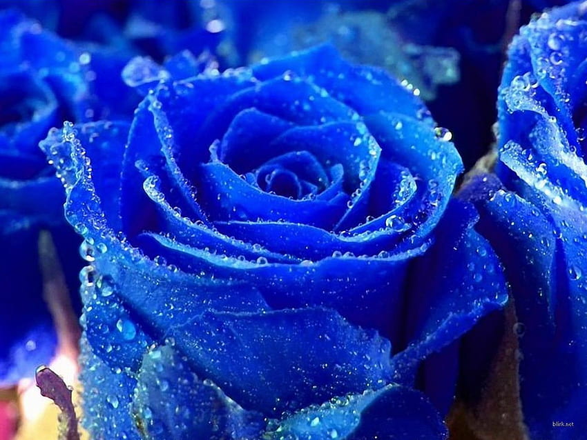 Beautiful Blue Roses And Hearts., Royal Blue Flowers HD wallpaper