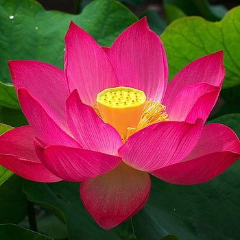 red lotus flower wallpaper