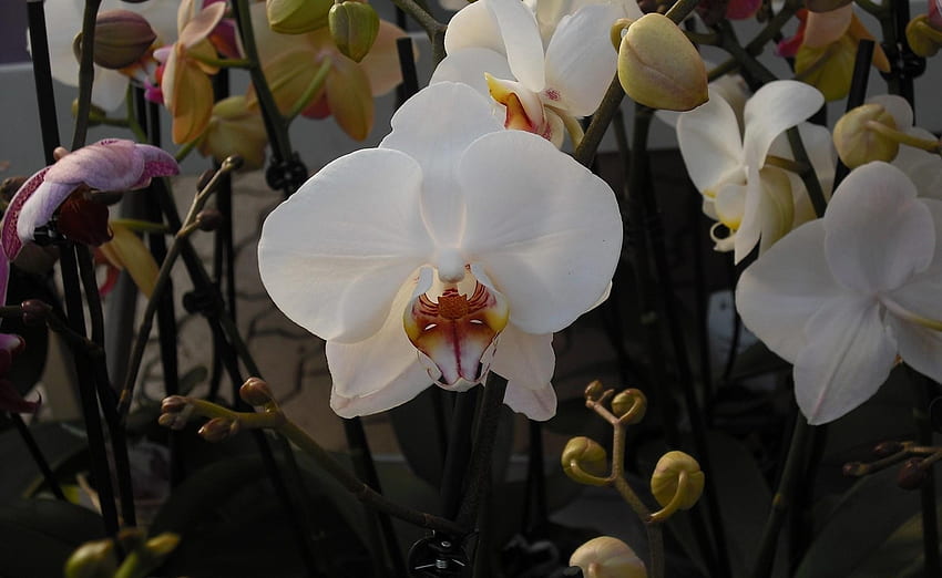 Fiori, rami, orchidee, esotici, esotici Sfondo HD