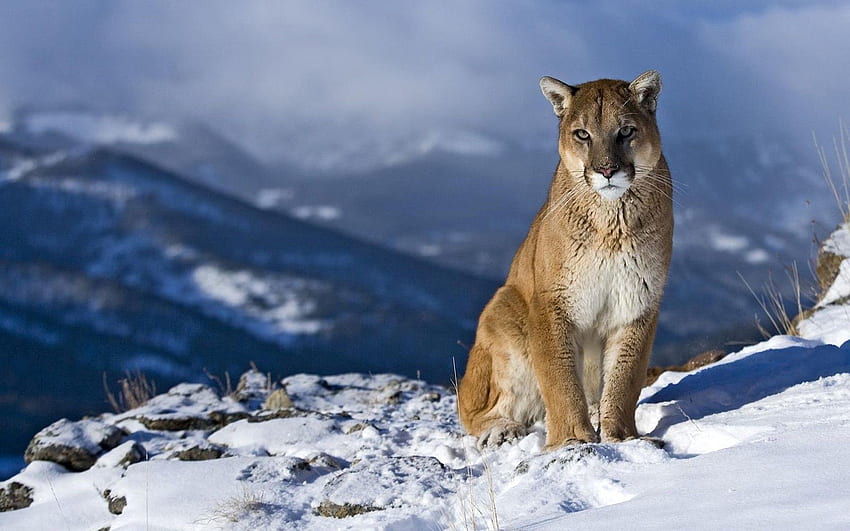 동물, 눈, 퓨마, 산, 앉다, 아름다운 HD 월페이퍼