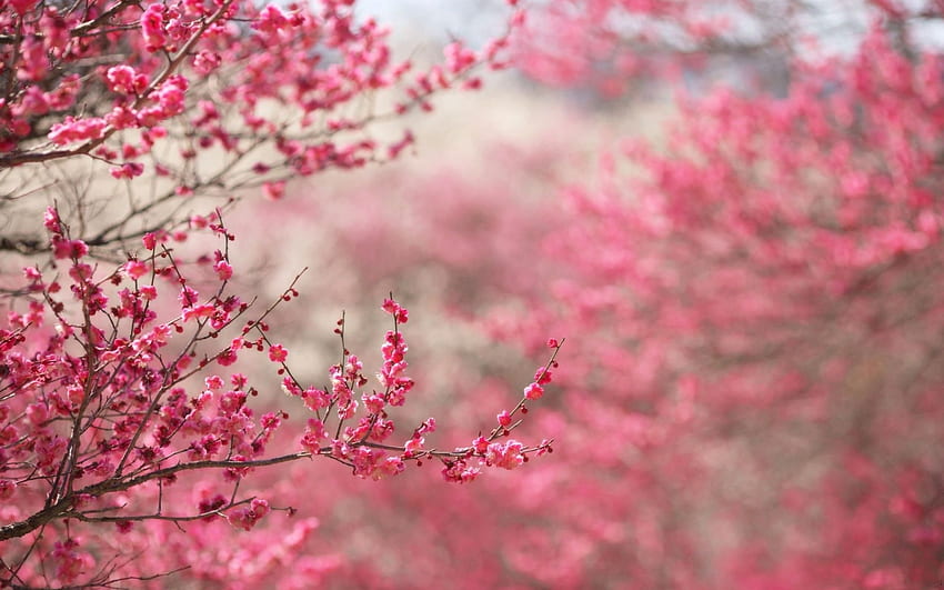 : Bunga merah muda - Kecantikan, Warna, Flora - - Jooinn, Bunga Hutan Merah Muda Wallpaper HD