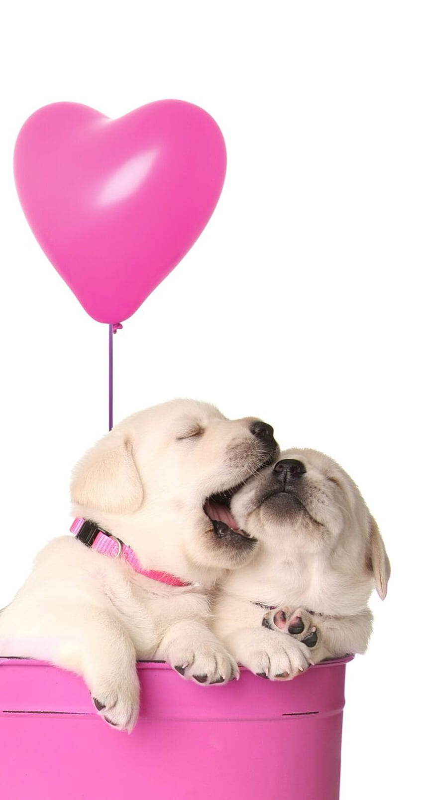 Puppies Valentine's . ❤Valentine ❤, Valentine Dog HD phone wallpaper