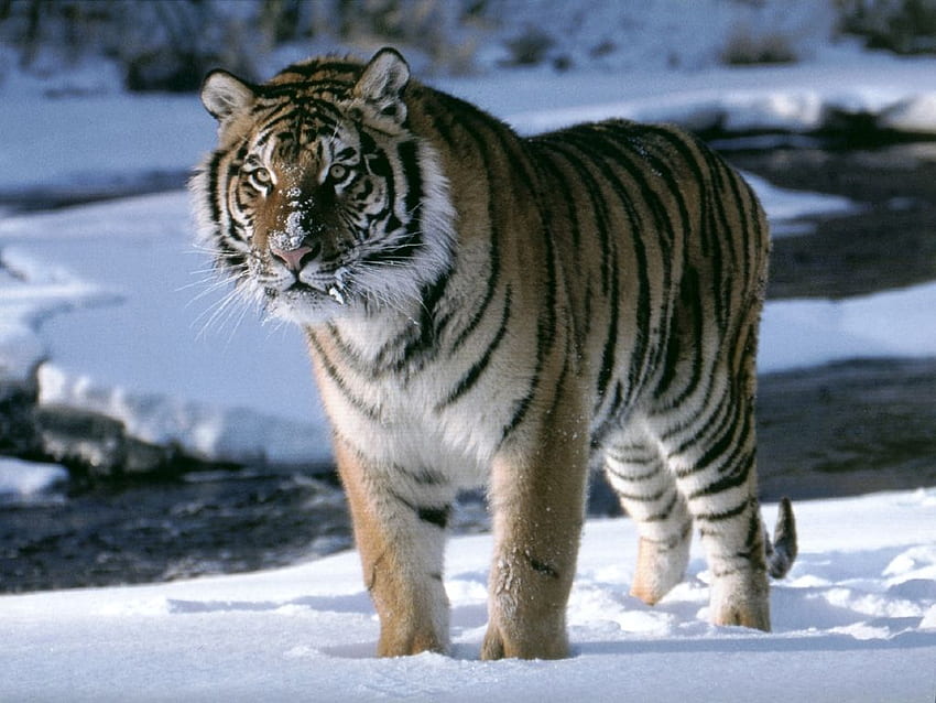 Siberian Tigers amur tiger on ice [] for your , Mobile & Tablet. Explore Siberian Tiger . Tiger , Snow Tiger , Tiger HD wallpaper