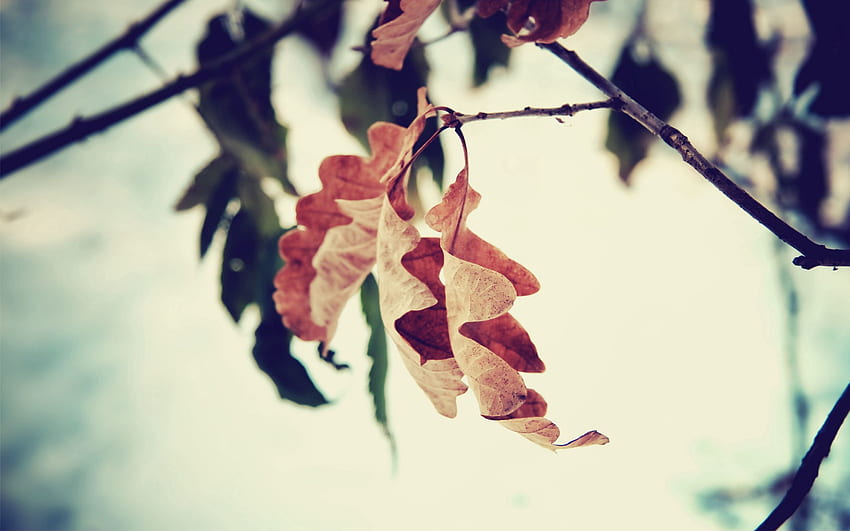 ฤดูใบไม้ร่วง ใบไม้ มาโคร สีน้ำตาล สาขา แห้ง วอลล์เปเปอร์ HD