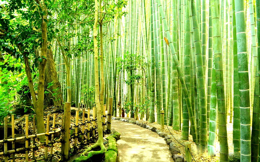 Bambuswald - Japan Kamakura (Telefonhintergrund), Bambusgarten HD-Hintergrundbild