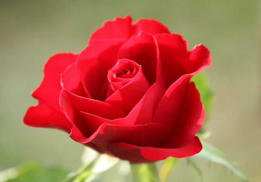 mawar merah, mawar, tunggal, alam, merah Wallpaper HD