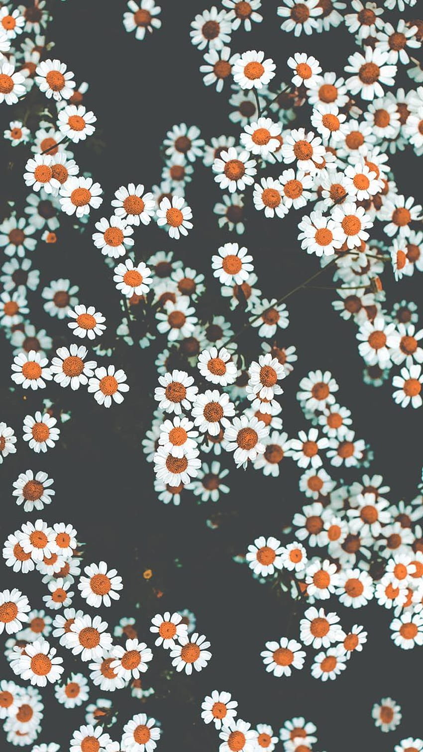 iPhone Xs mit Blumenmuster zur Feier des Frühlings 2020. Retro, Vintage Gänseblümchen HD-Handy-Hintergrundbild
