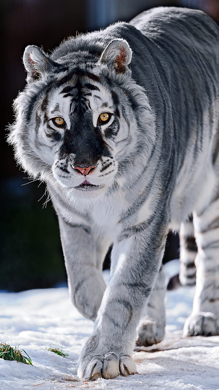 Черно-бял тигър, снежен тигър, тигър HD тапет за телефон