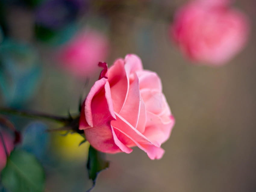 for you living my llife from kate, gorgeous, rose, pink, beautiful HD wallpaper