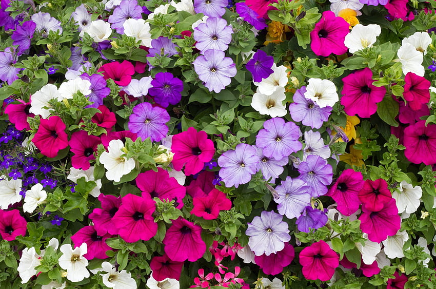 Petunia and Background HD wallpaper