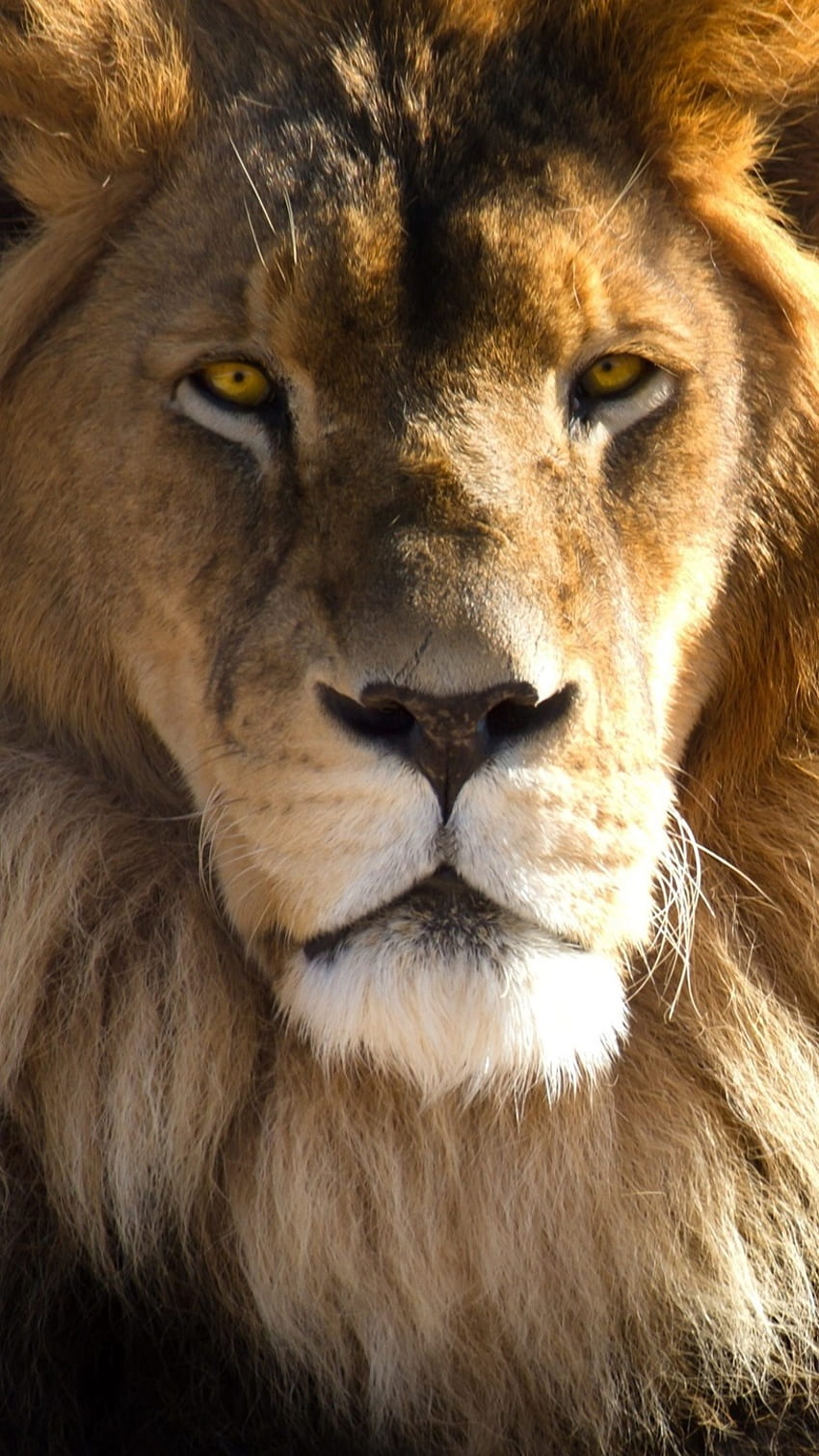 Niebezpieczny lew, twarz lwa Tapeta na telefon HD