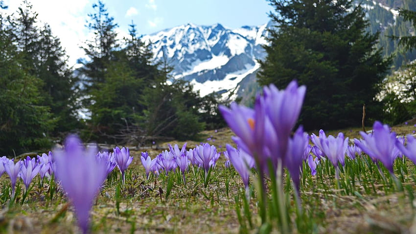 First Flowers on the Meadow, color, snow, trees, nature, spring, crocuses, mountain HD wallpaper