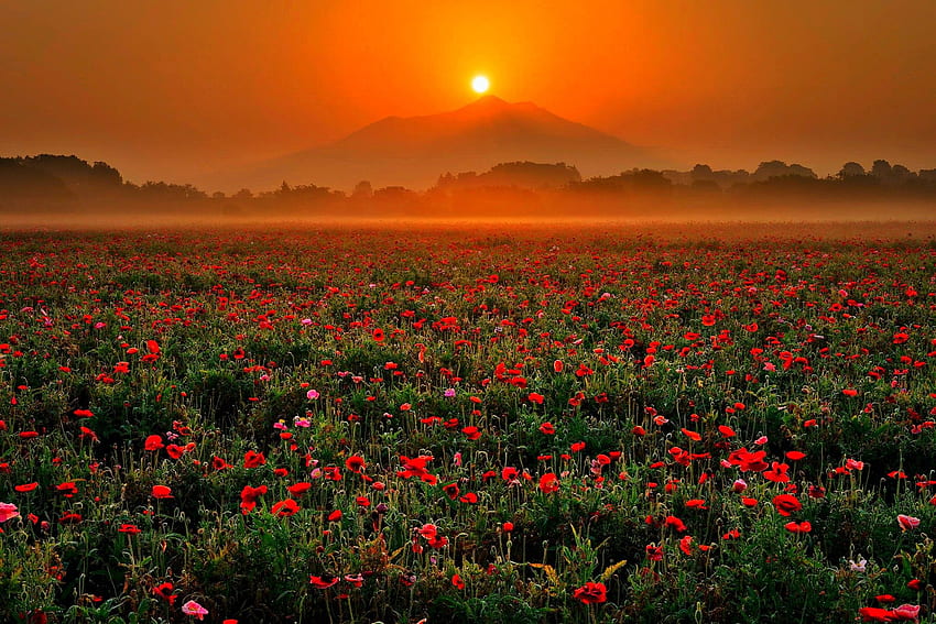 Flowers: Spring Sunrise Poppy Flowers Rising Sun Popy Morning Fog HD wallpaper