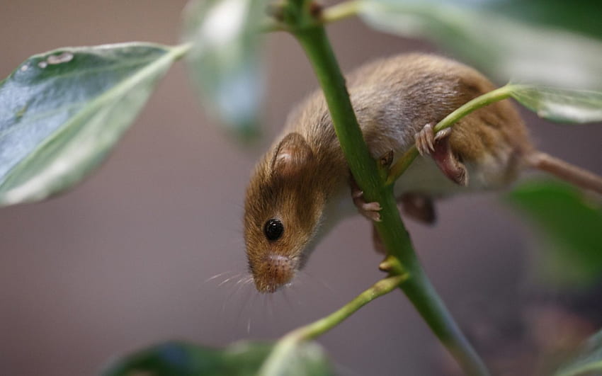 Garden mouse, animal, plant, pars, green, cute, rodent HD wallpaper