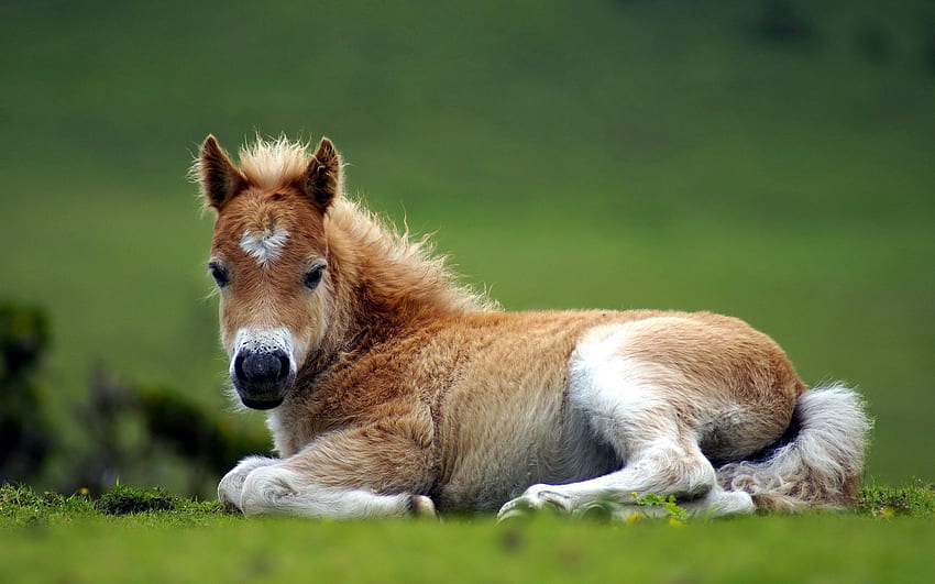 동물, 잔디, 거짓말하다, 눕다, 아름다운, 말, 조랑말 HD 월페이퍼