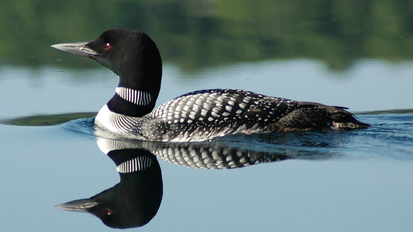 ScreenHeaven Canadian Loon birds lakes reflections [] for your , Mobile & Tablet. Explore Loon . Loon for Computer, Minnesota Common Loon Border, Common Loon Border HD wallpaper