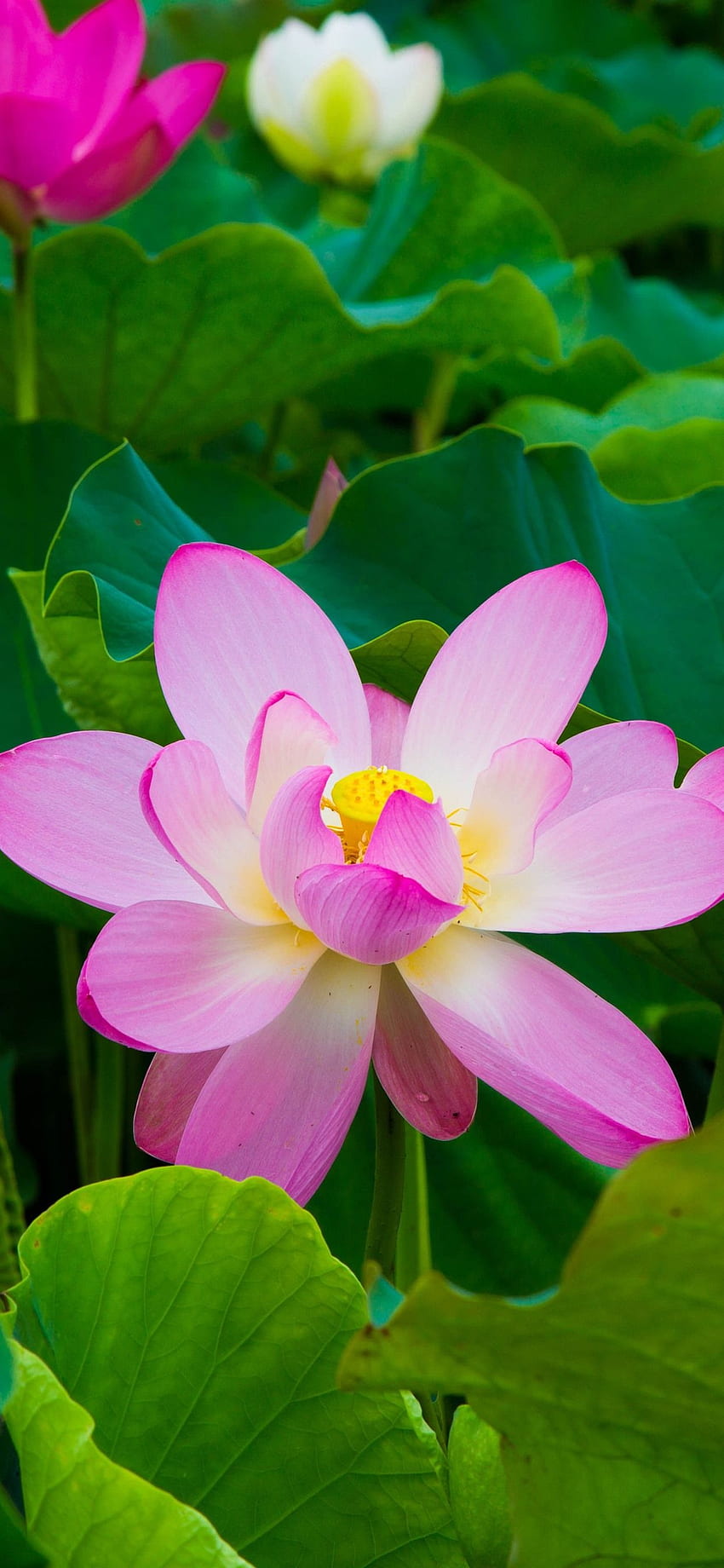 Beautiful pink lotus, green leaves, park iPhone XS HD phone wallpaper