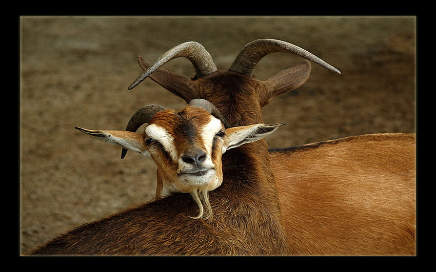 Goat, love HD wallpaper