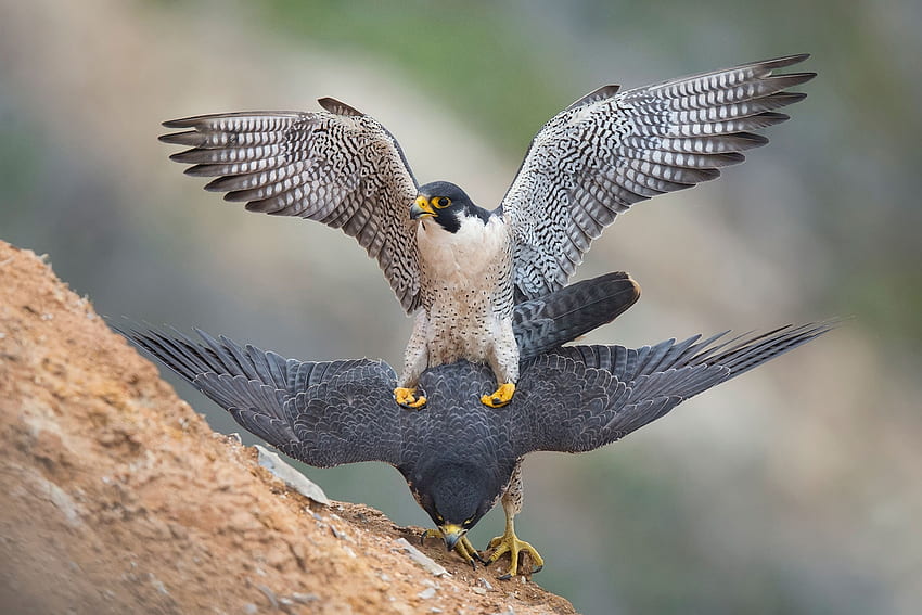 Peregrine Falcons, Falcons, , Birds HD wallpaper