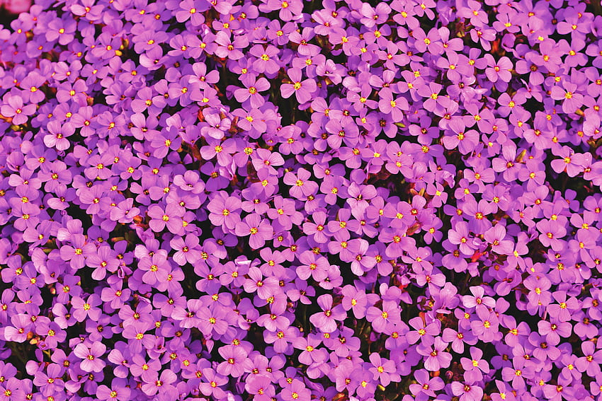 Aubrieta, small flowers, purple, bloom HD wallpaper