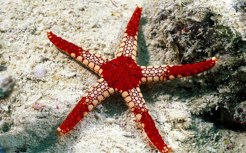 estrela do mar, aniaml, natureza, fundo do mar papel de parede HD