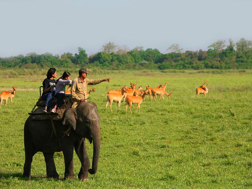 Kaziranga Jeep Safari