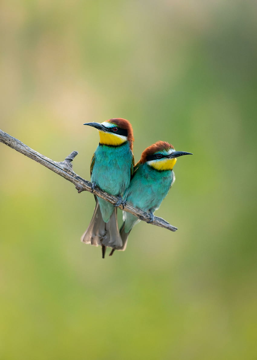 Сладки, малки птички, очарователни и цветни HD тапет за телефон