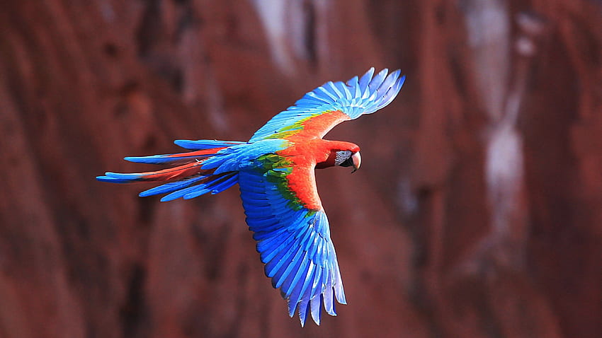 red and green macaw pack - red and green macaw category. Birds , Macaw parrot, Parrot HD wallpaper