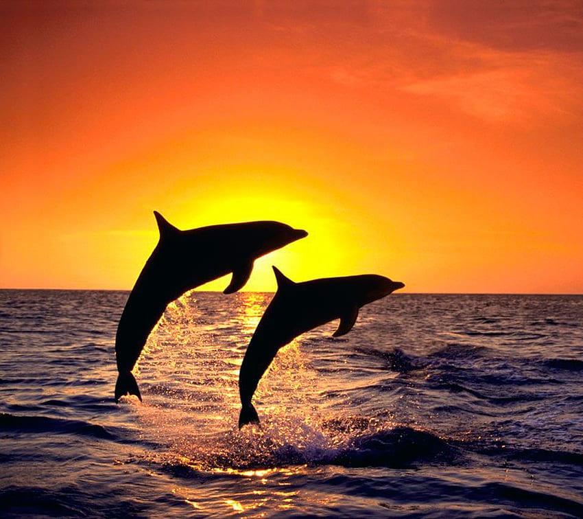 Natur-Strand-Sonnenuntergang-Delfine hohe Auflösung HD-Hintergrundbild